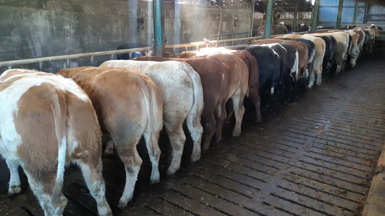Beef price: A review of the erratic changes in 2022