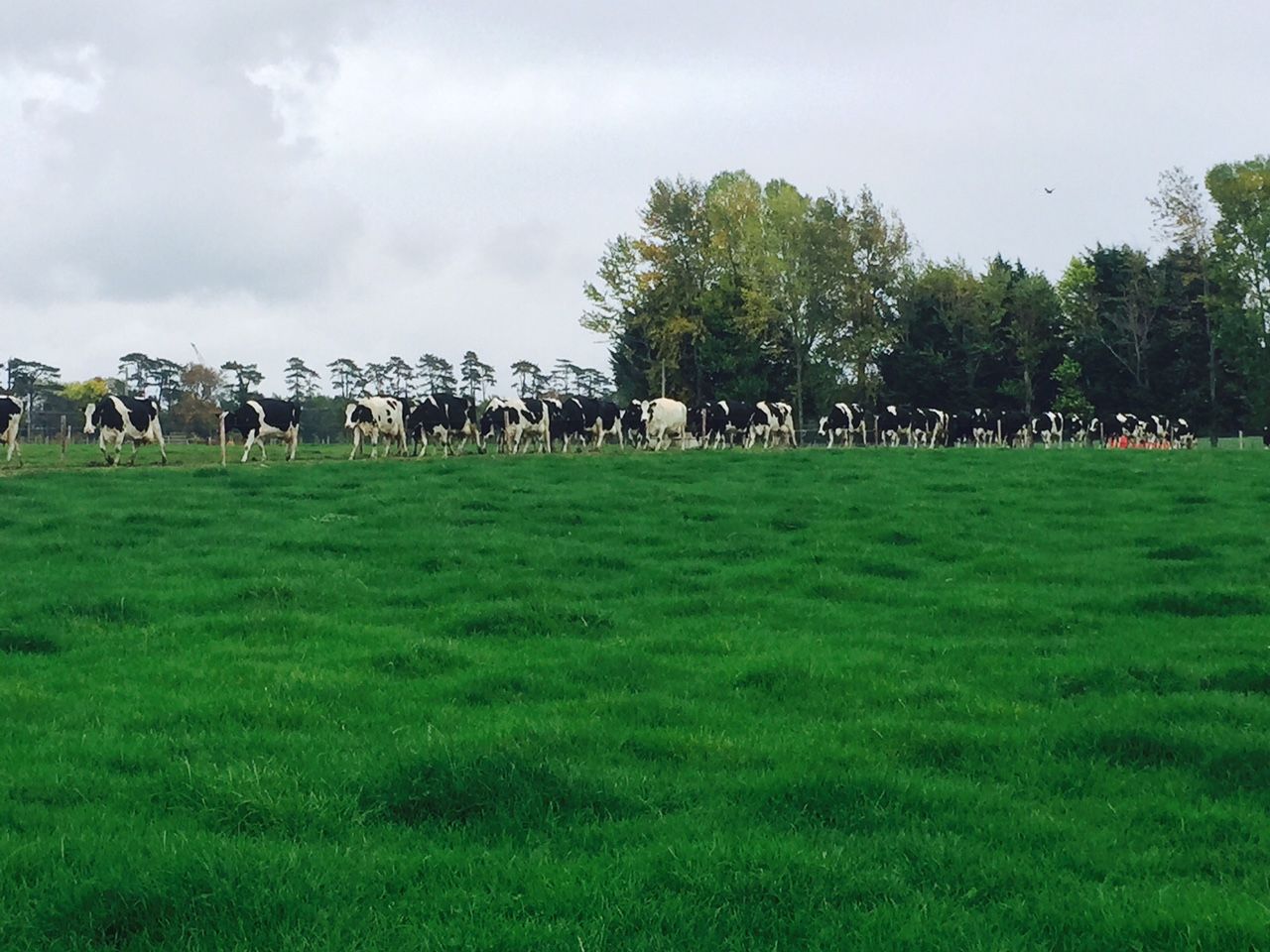 'Dairy price recovery is two steps forward, one step back'