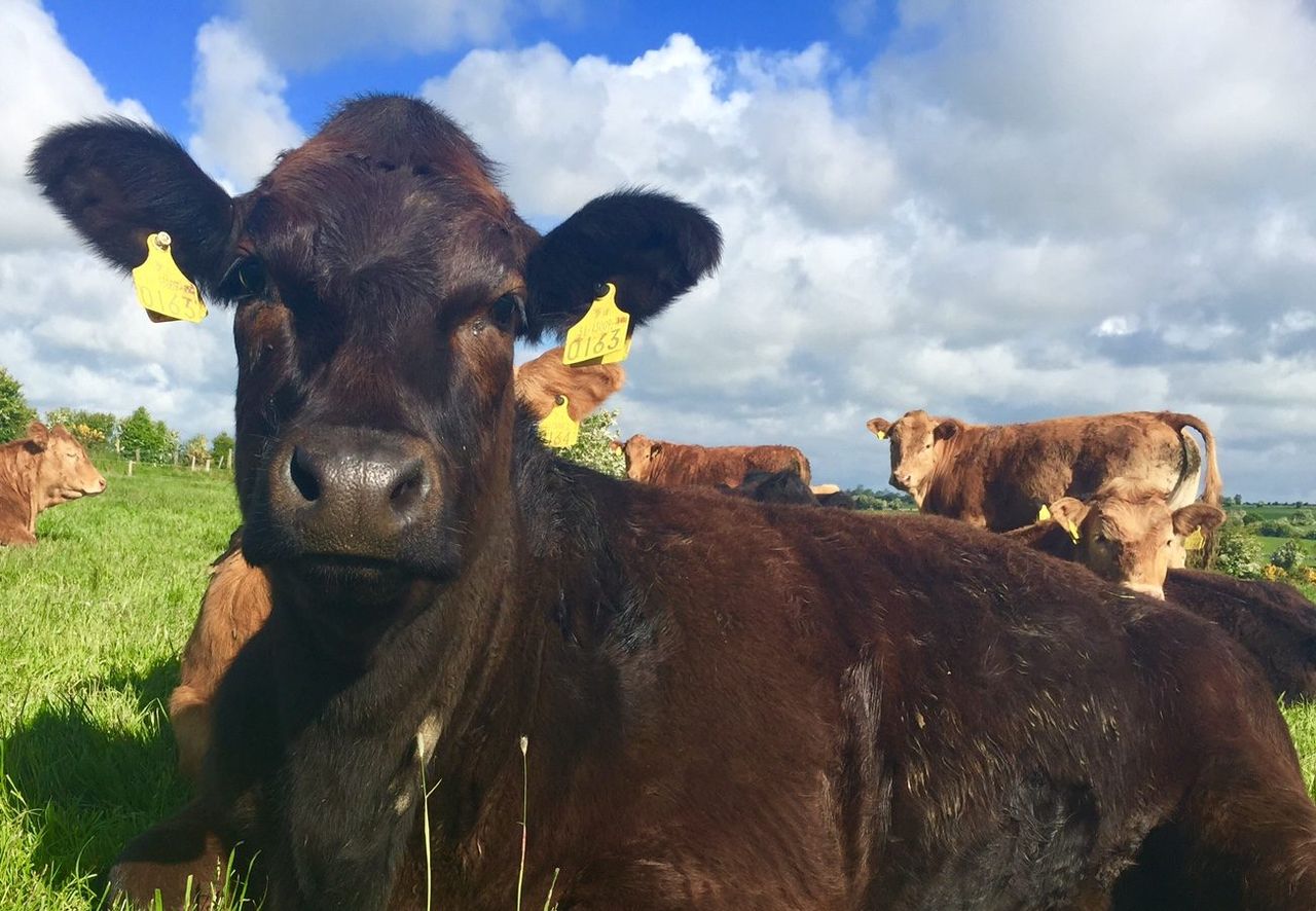 Criticism for Department's latest cattle tag decision