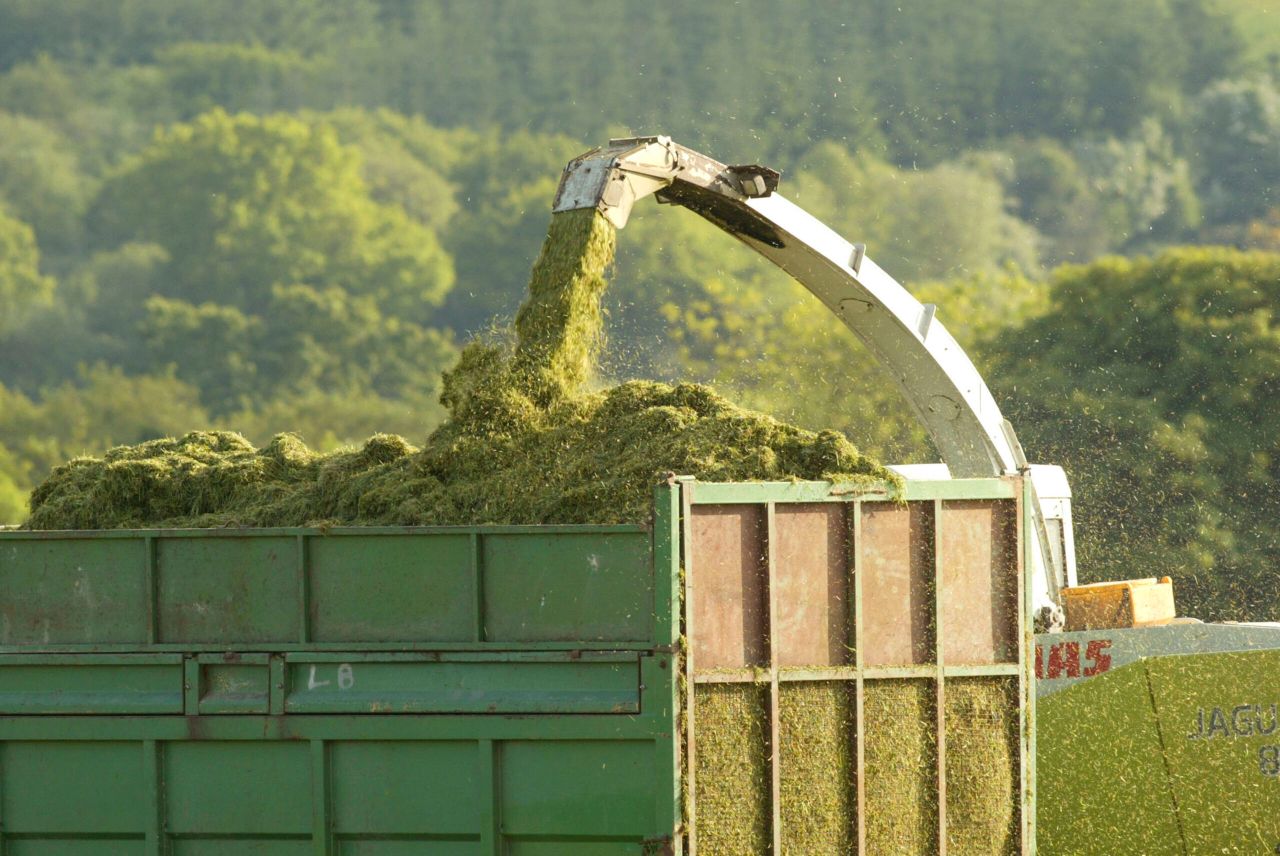 Fodder scheme slammed for 'leaving behind' many sheep farmers