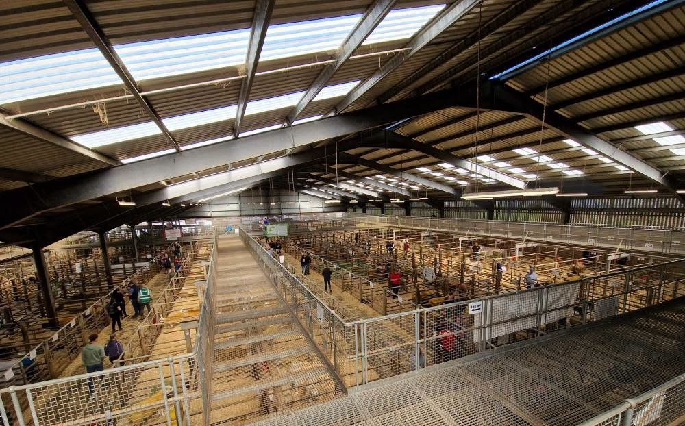 Mart report: Rise in store lamb price at Kilkenny