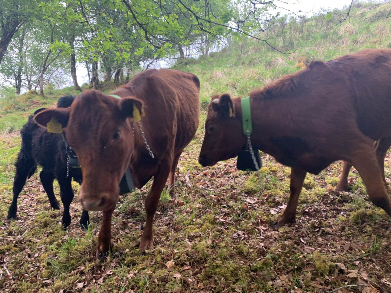 Report: Virtual fencing can be valuable tool for conservation grazing