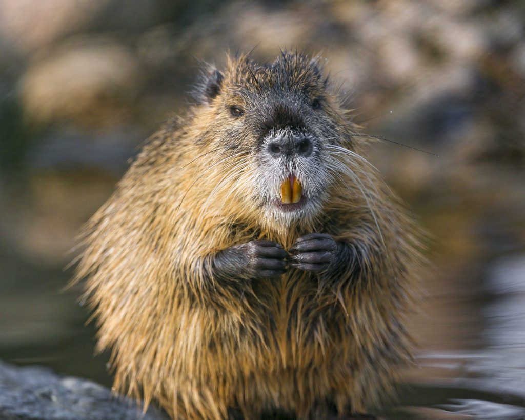 Warning issued as large invasive rodent discovered in Ireland