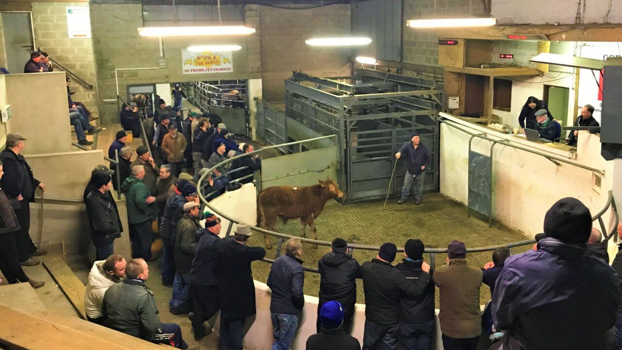 Almost half a million cattle sold at marts so far this year