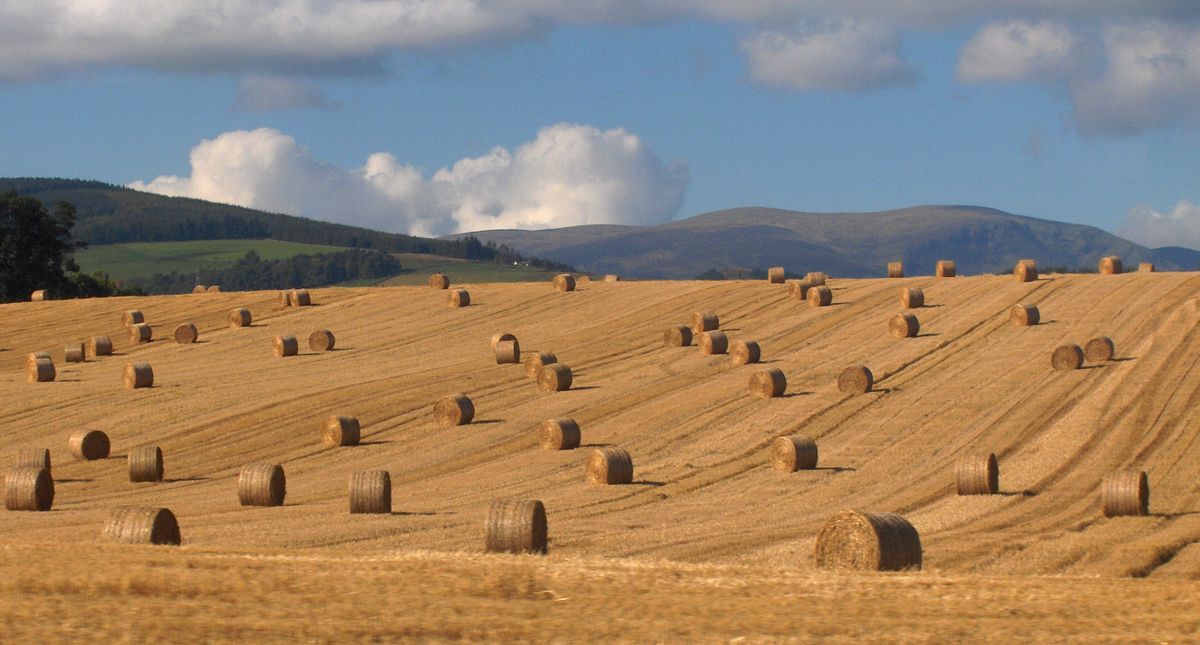 Straw demand: Short spring crops, reduced winter crop area