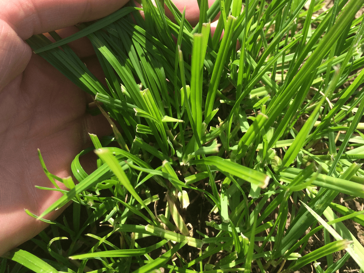 Timothy should be included in most grass seed mixes