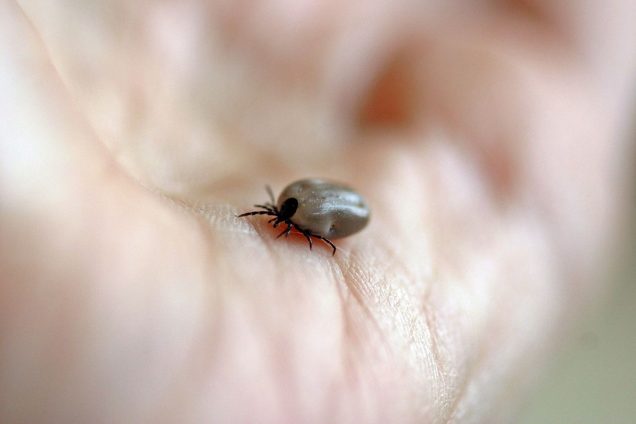 NPWS and OPW urged to erect warning signs about Lyme disease