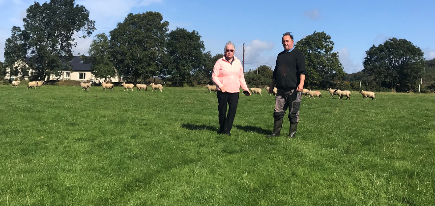 Back in focus: Sheep farming in the heart of the Wicklow Mountains
