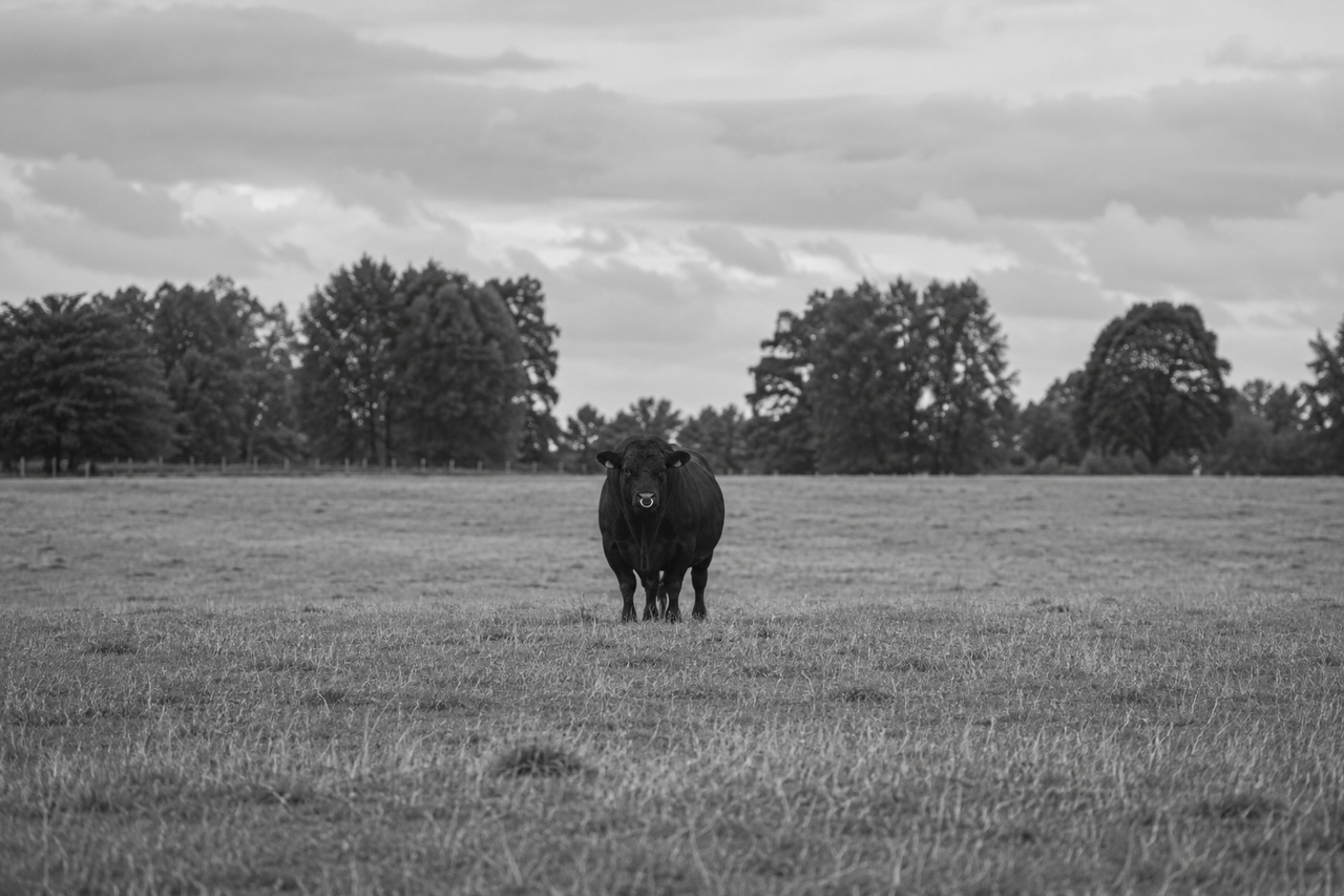 Verdict of accidental death in fatal bull attack