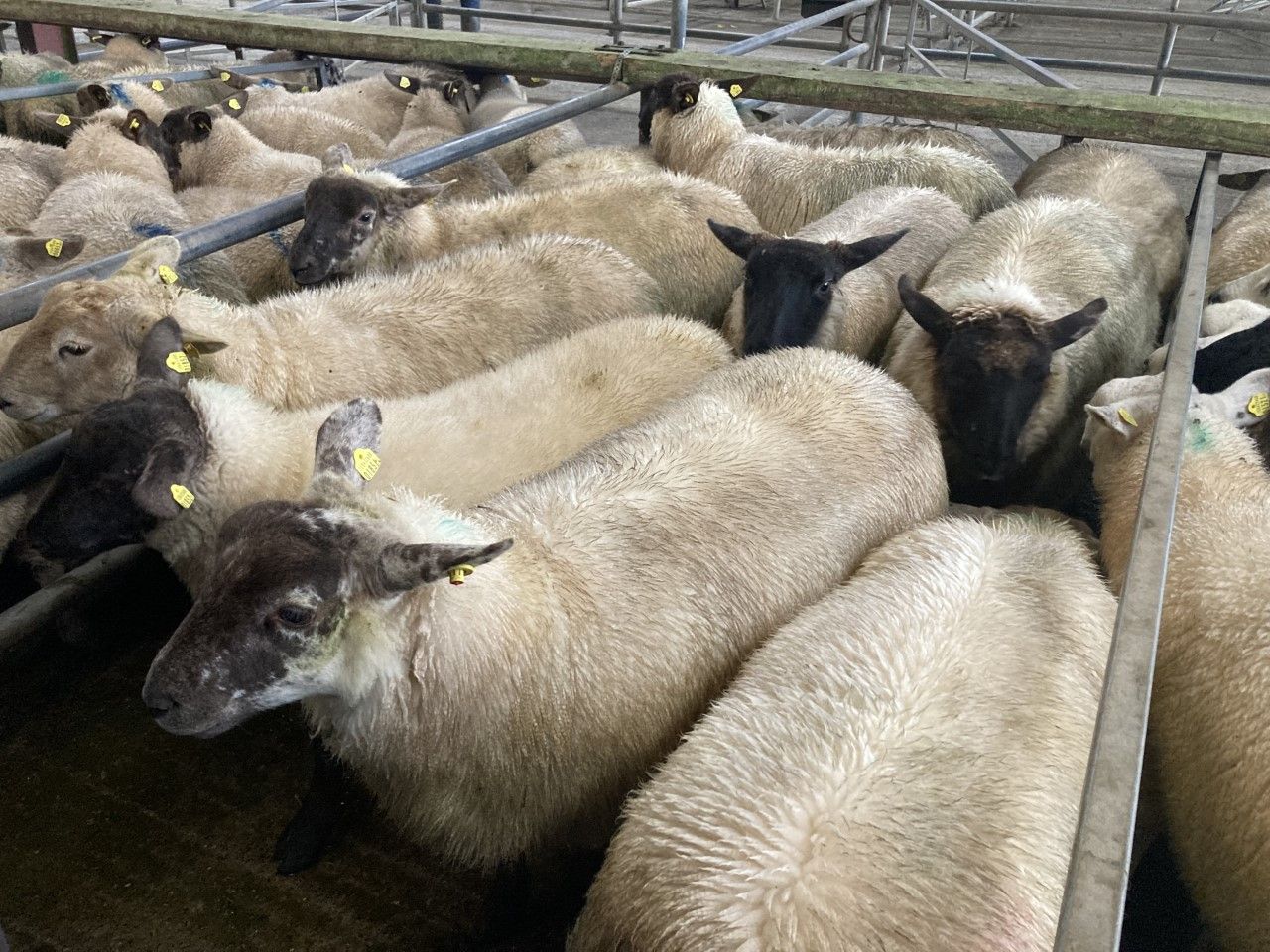 Sheep trade: Lamb prices topping €7.30-7.40/kg