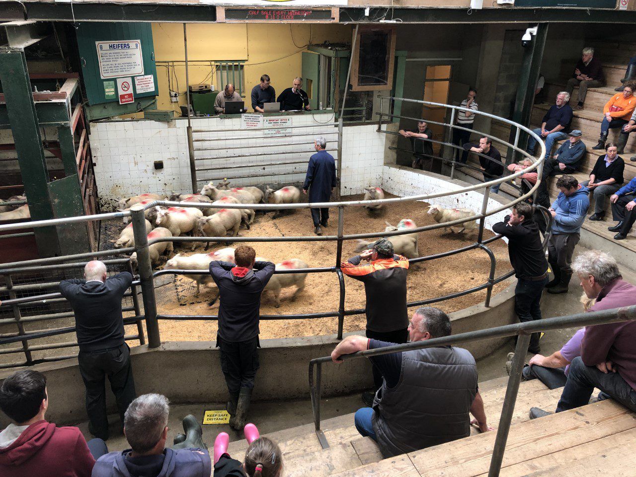 Factory lambs an easier trade at Enniscorthy Mart
