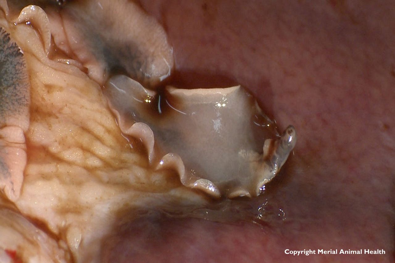 Fluke-mapping research has the potential to revolutionise treatment