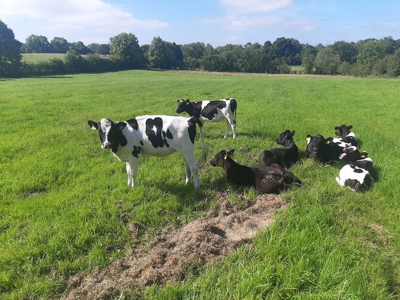 Stolen calves returned to farm of owner