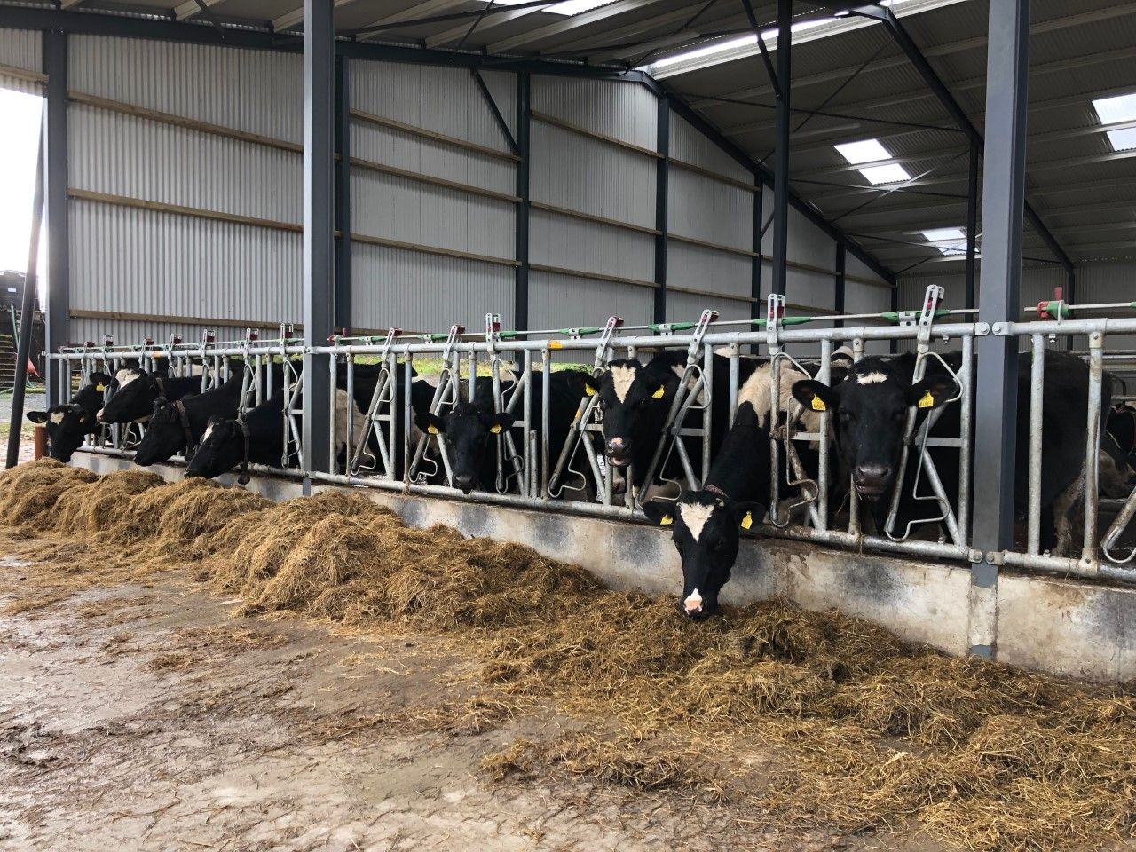'No reason for change to March milk prices' - ICMSA