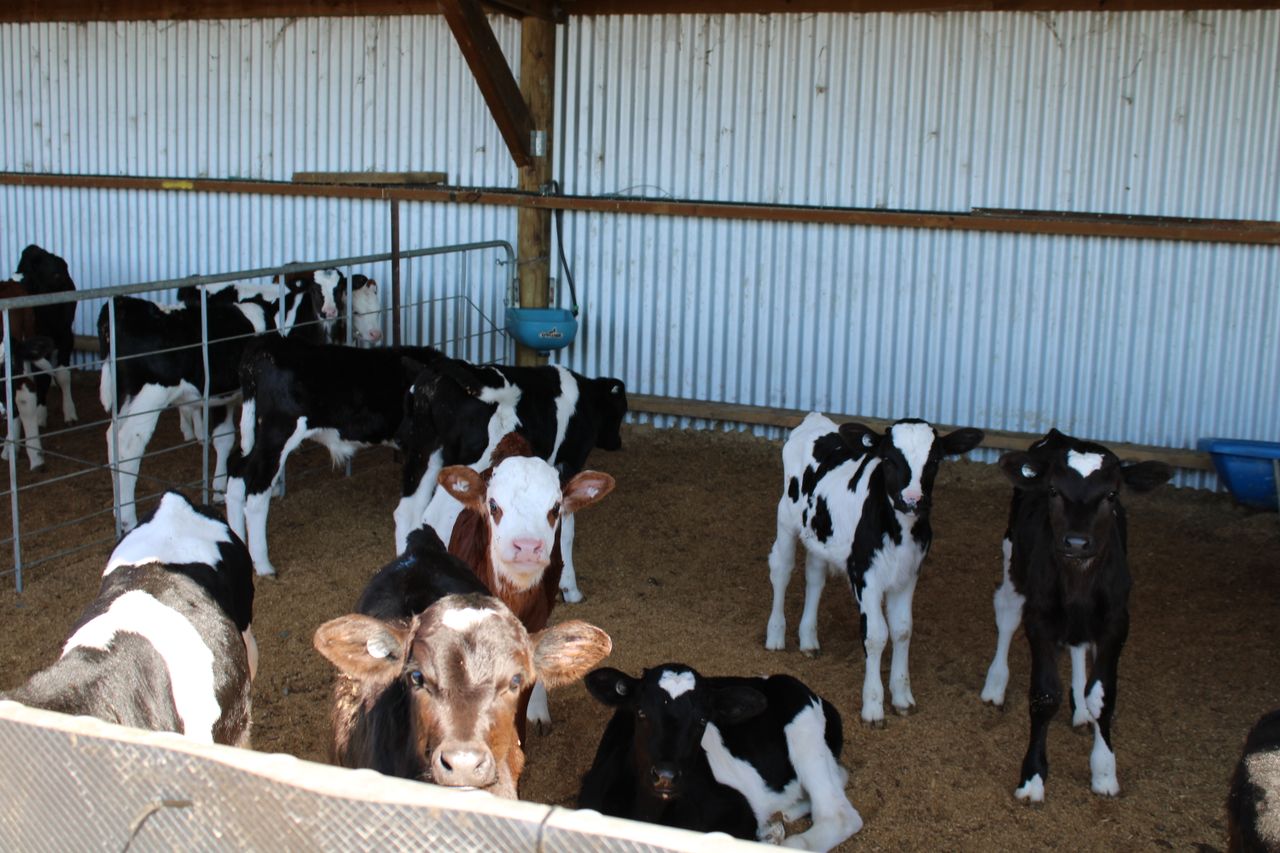 IBR programme 'necessary to future proof calf exports'