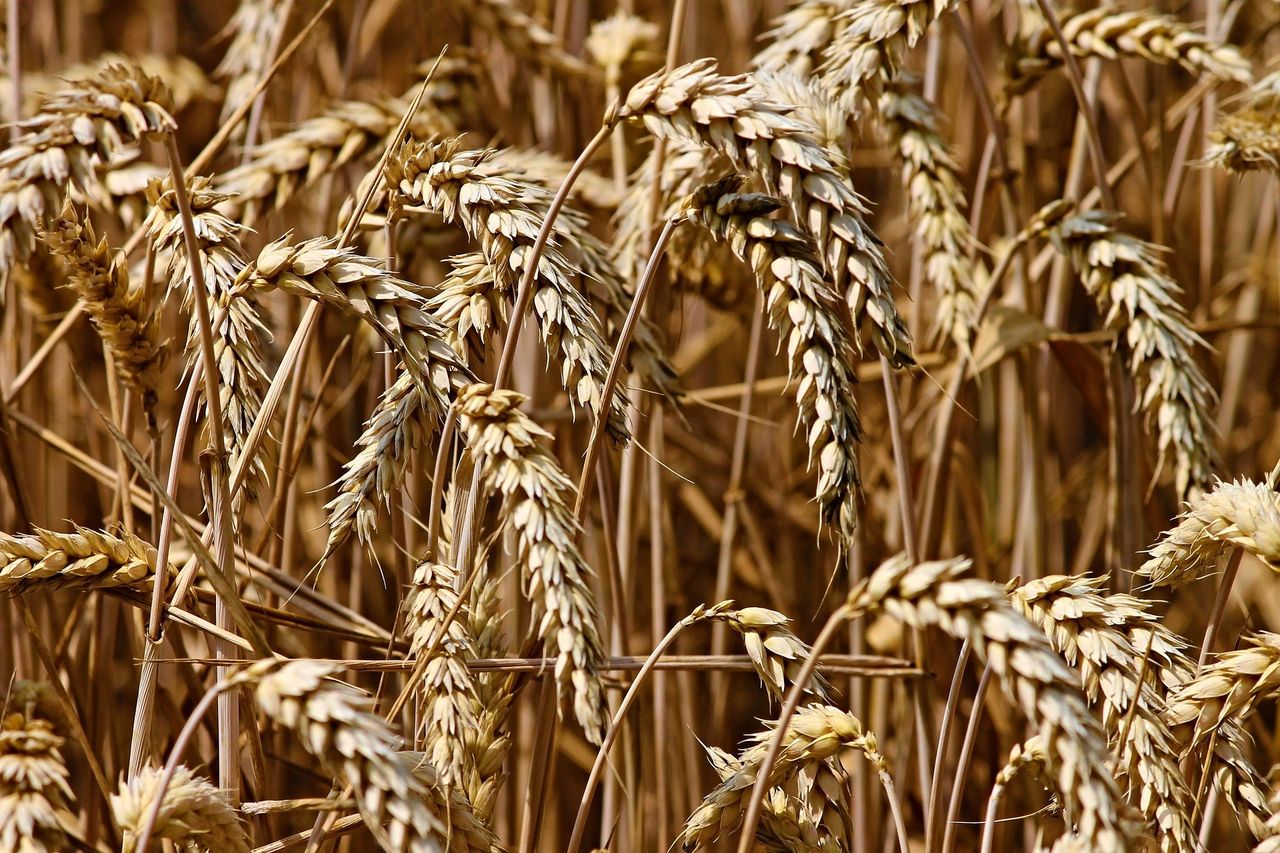 Tirlán to pay over €100m for quality grain from harvest 2022