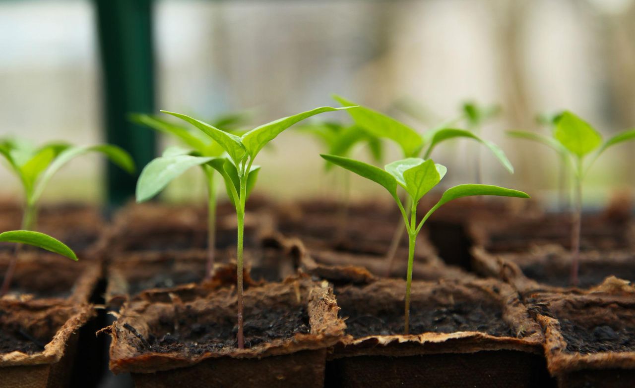 Six community groups crowned 'Get Ireland Growing' champions