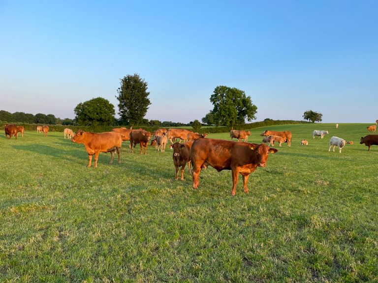 Dafm DAFM: New Beef Welfare Scheme to open in July - Agriland.ie