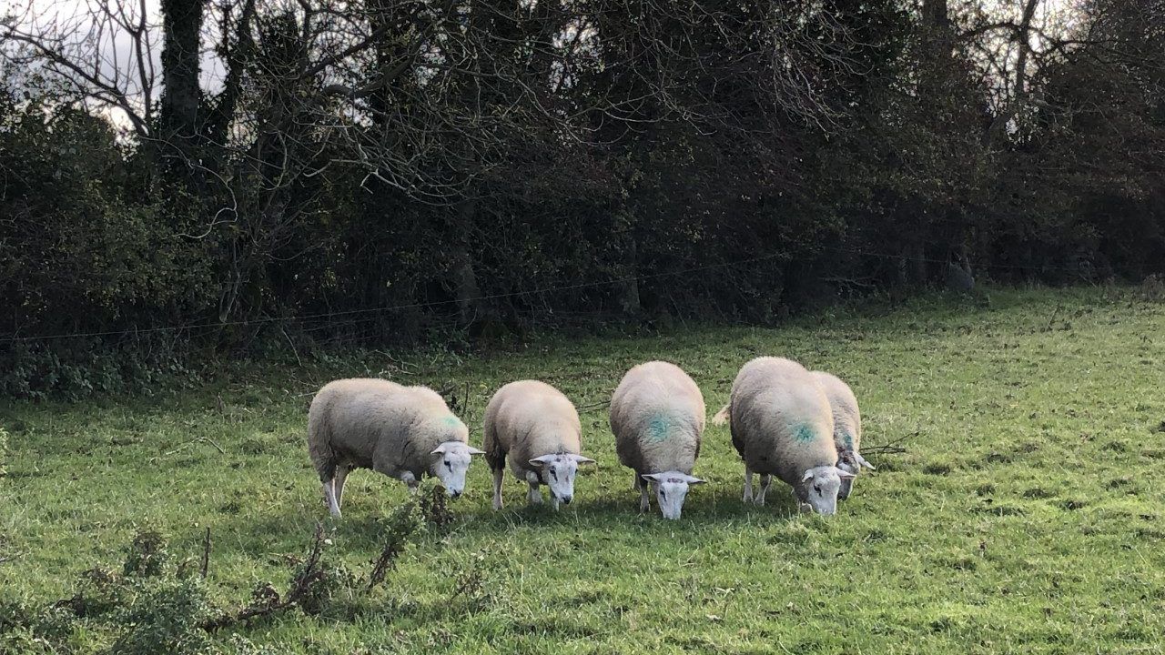 Clean Livestock Policy back in focus