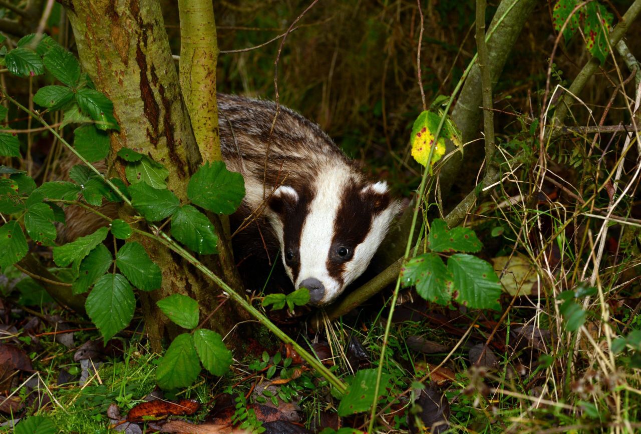 New badger research sheds light on why controlling TB has been so difficult