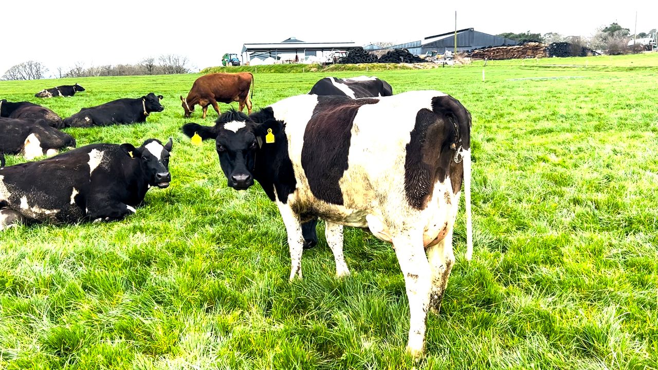 Crossbred heifers sell to €2,850 at Carnew Mart