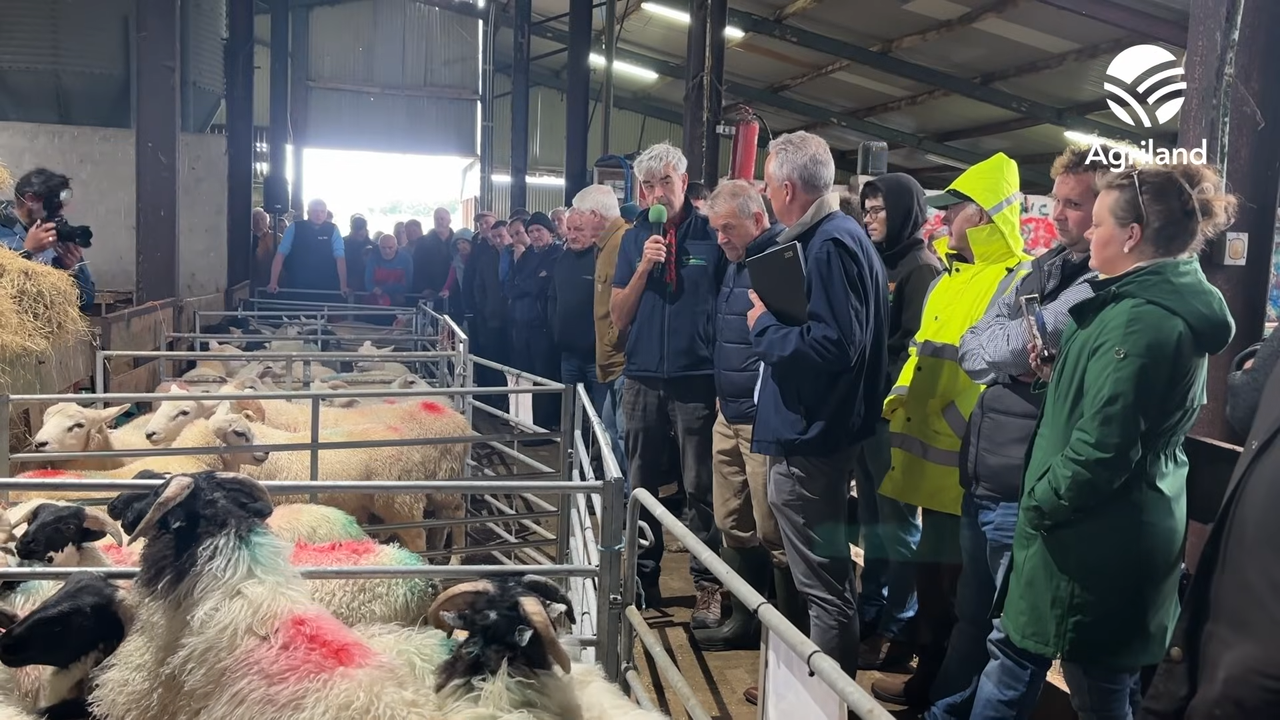 West Mayo sheep farmer hosts organic lamb finishing event