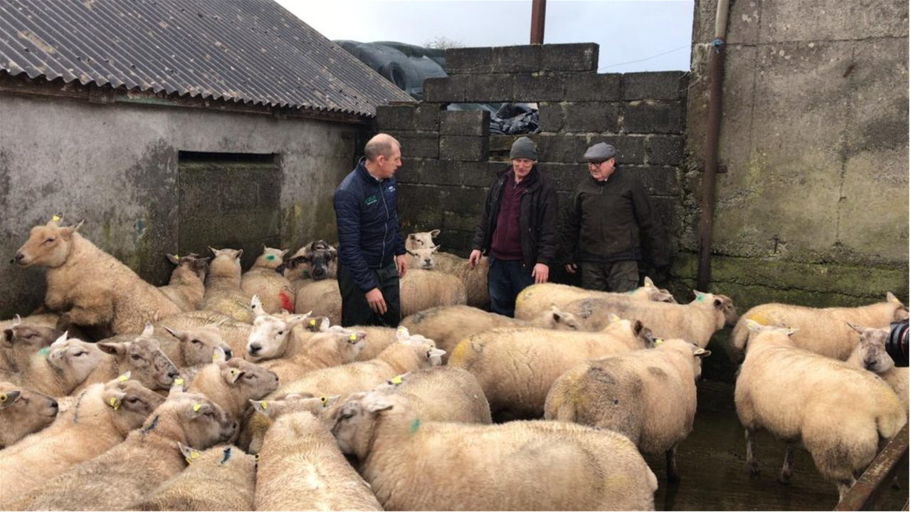 'Draconian' legislation will be a 'culture shock' - Veterinary Ireland president
