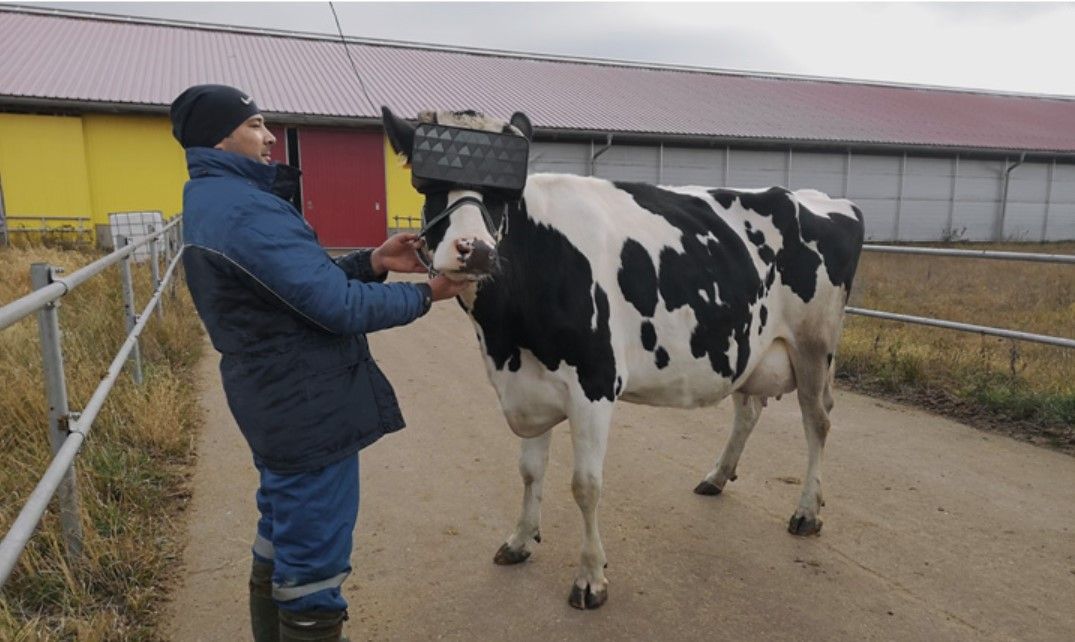 Cows tested with VR glasses to 'improve mood' of herd
