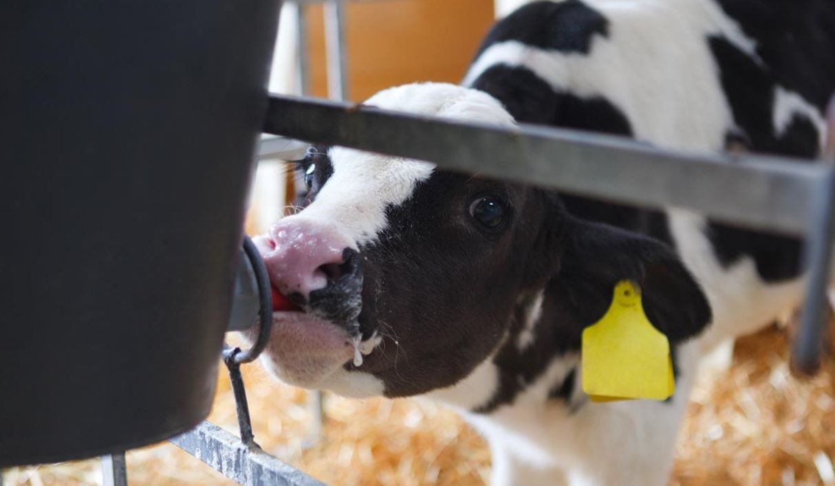 The when, how much and why of colostrum