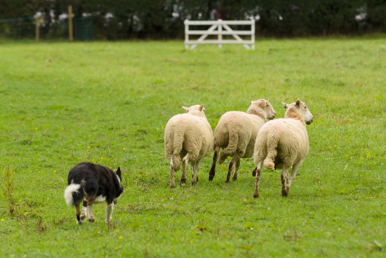Sheepdog trial to take centre stage at photography event