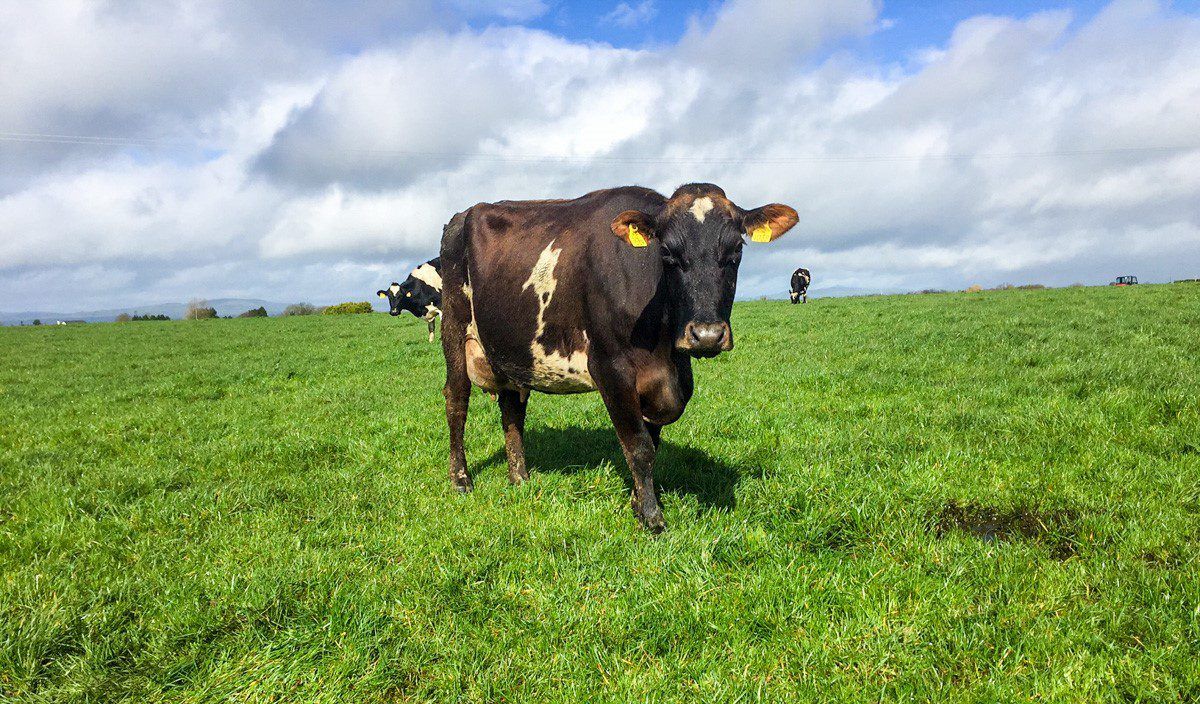 Daughter-proven bull selection sees LIC enjoy record year of growth