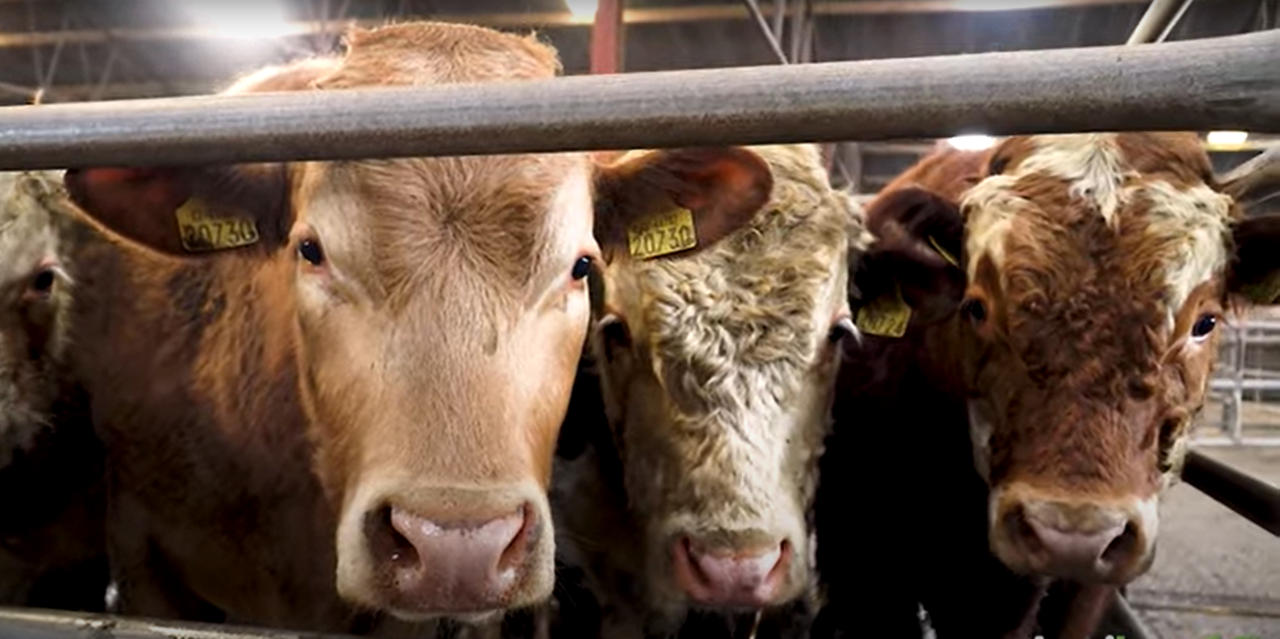 Cattle marts: Wet weather fails to dampen the trade