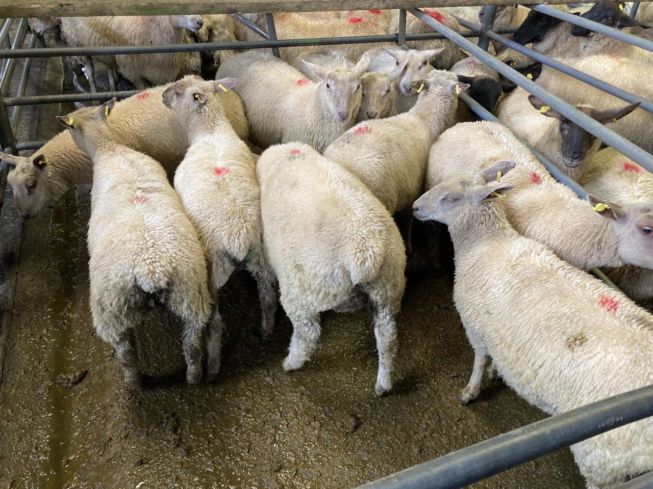 Exceptional store lamb trade makes farmers consider selling rather than feeding