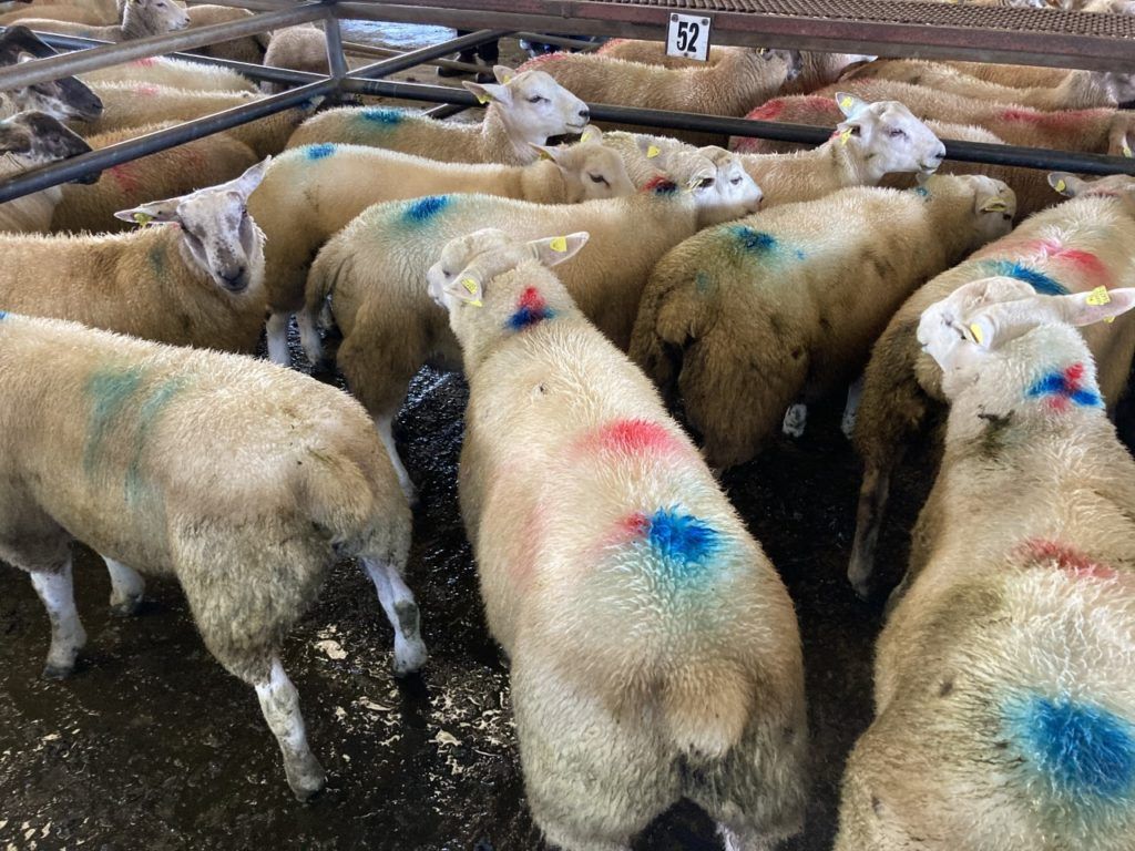 Sheep trade update: Base prices take a hit of 10-20c/kg