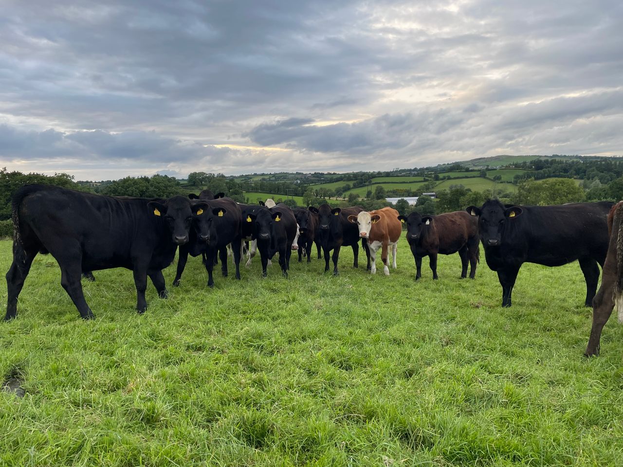 Factory quotes: 5c/kg taken off beef price again this week