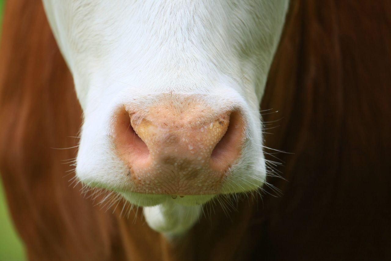 ‘Interfering’ with foot-and-mouth disease