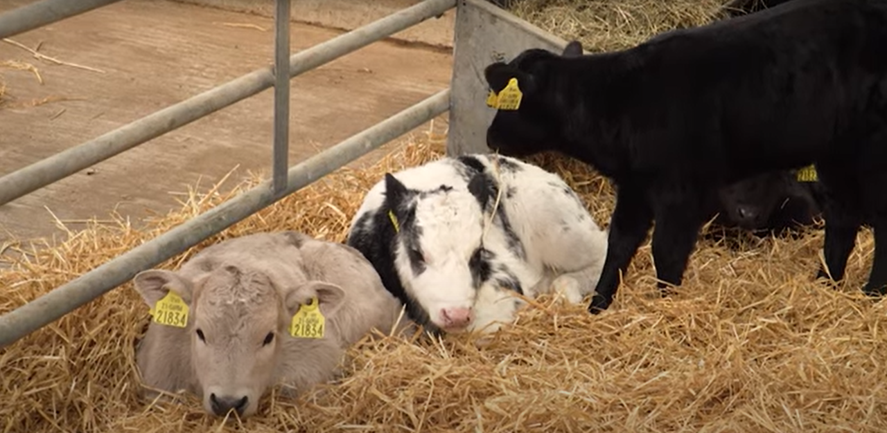 Reducing antibiotic usage by following a herd health plan