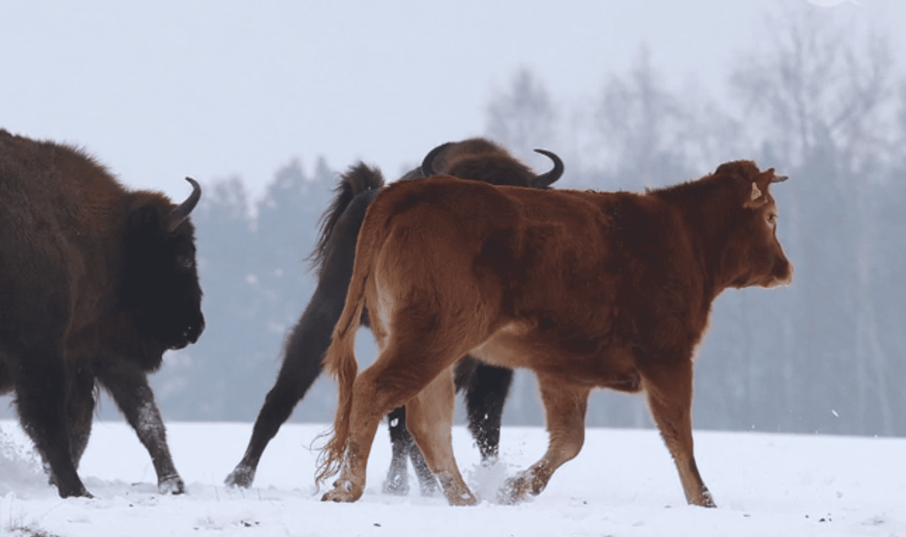 Limousin heifer roams wintry wilderness with bison herd
