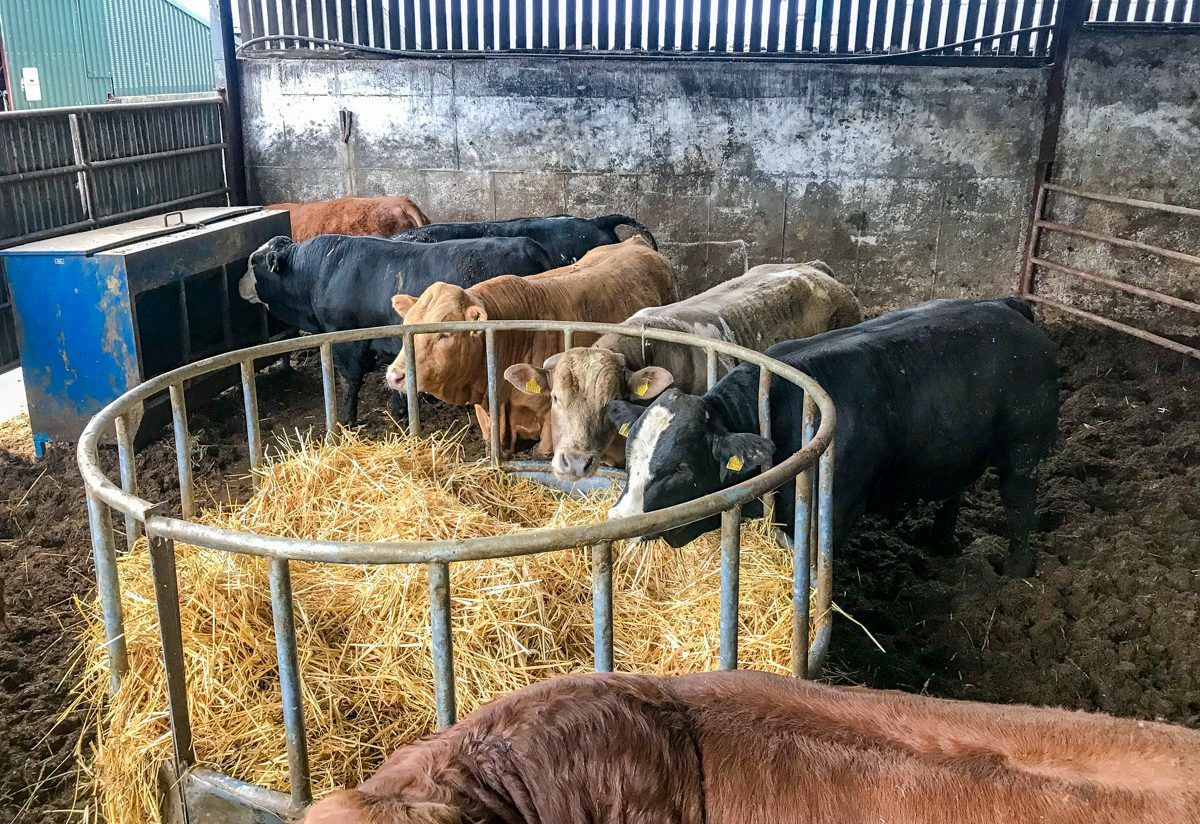 Analysis: How have the cattle slaughtered in Q1 of 2019 graded?