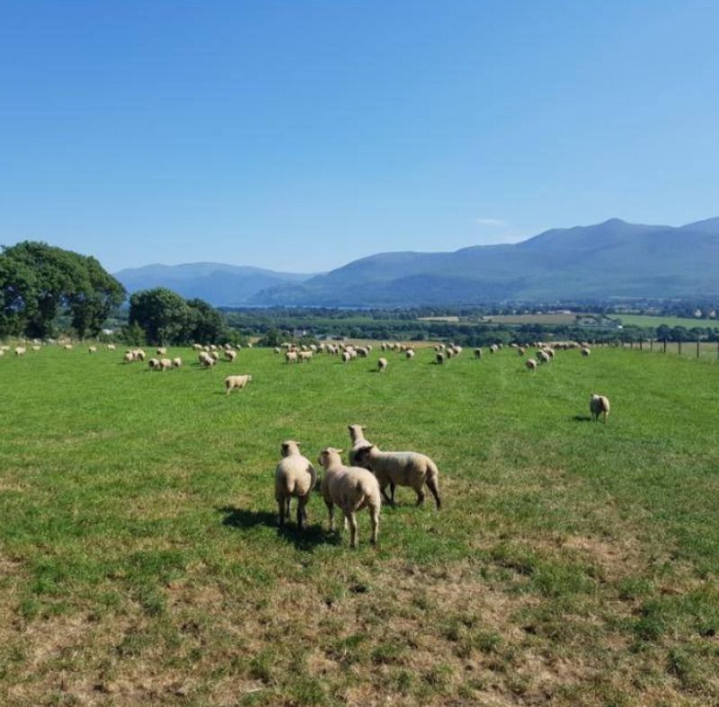 11 lambs killed and 18 injured in dog attack on Kerry farm