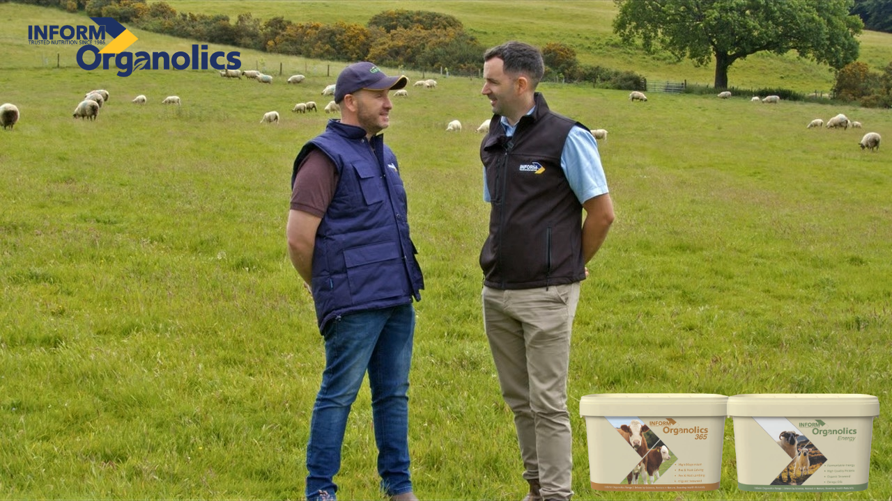 Organic sheep farmer shares benefits of fully certified mineral lick range