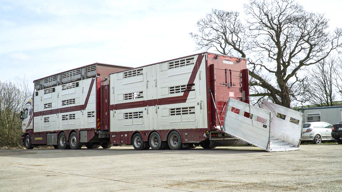 Calls for milk processors to subsidise and support calf exports