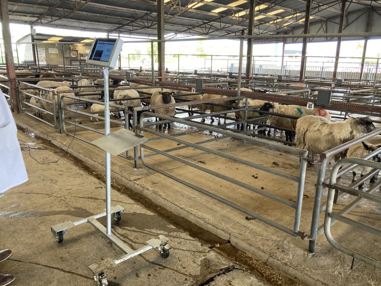 Pics from the mart: Spring lambs make up to €160/head at Roscommon Mart