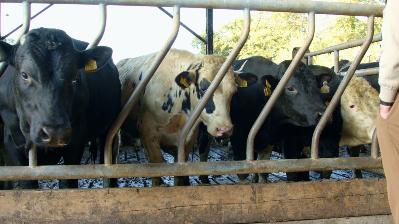 Video: How much will it cost to finish bullocks this winter?