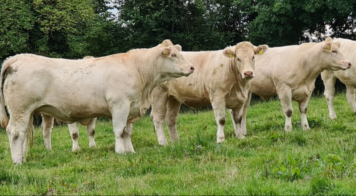 The role of genetics in fat score and beef carcass weight