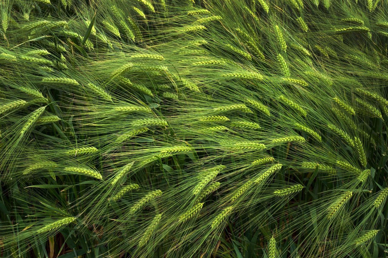 Managing spring barley to deliver optimal levels of crop performance
