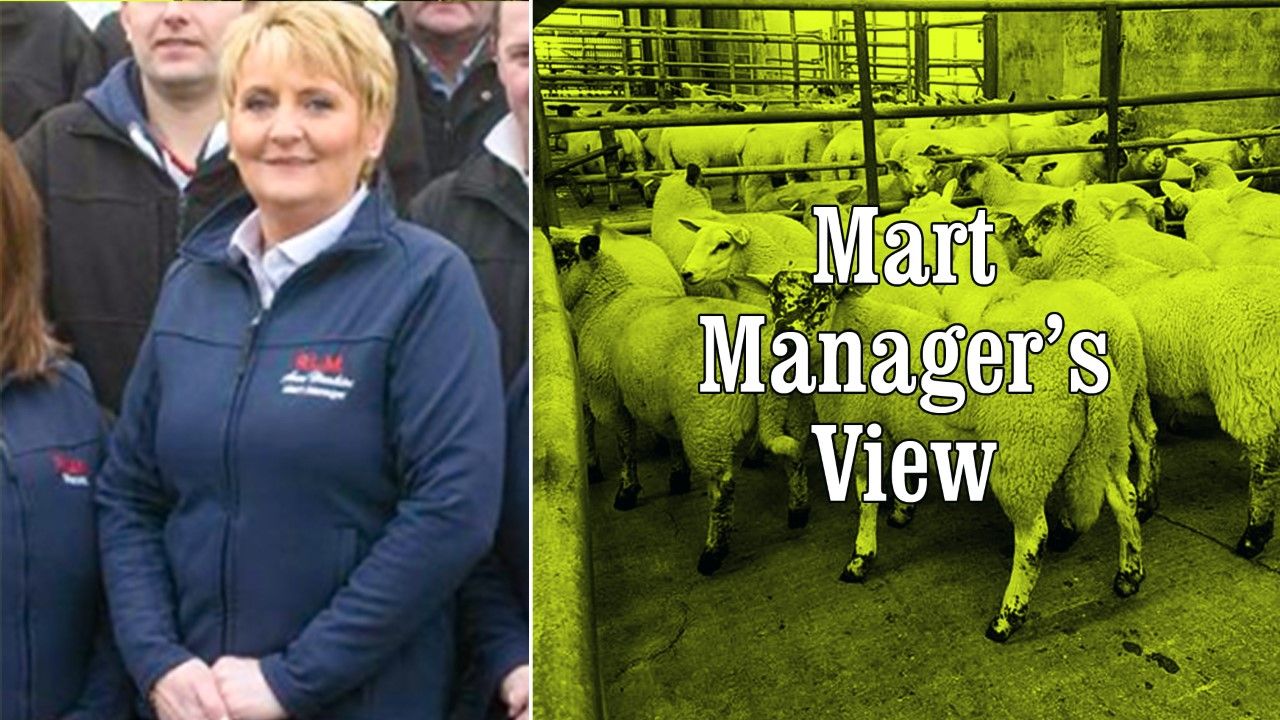 Strong trade at Raphoe Mart sees a full clearance of 1,100 lambs