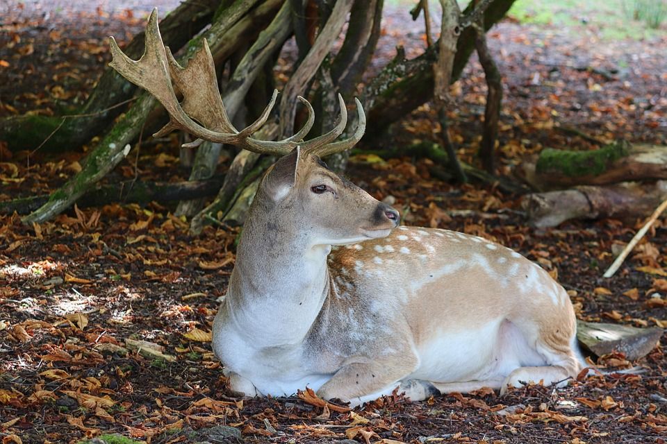 Applications for deer hunting licences now open