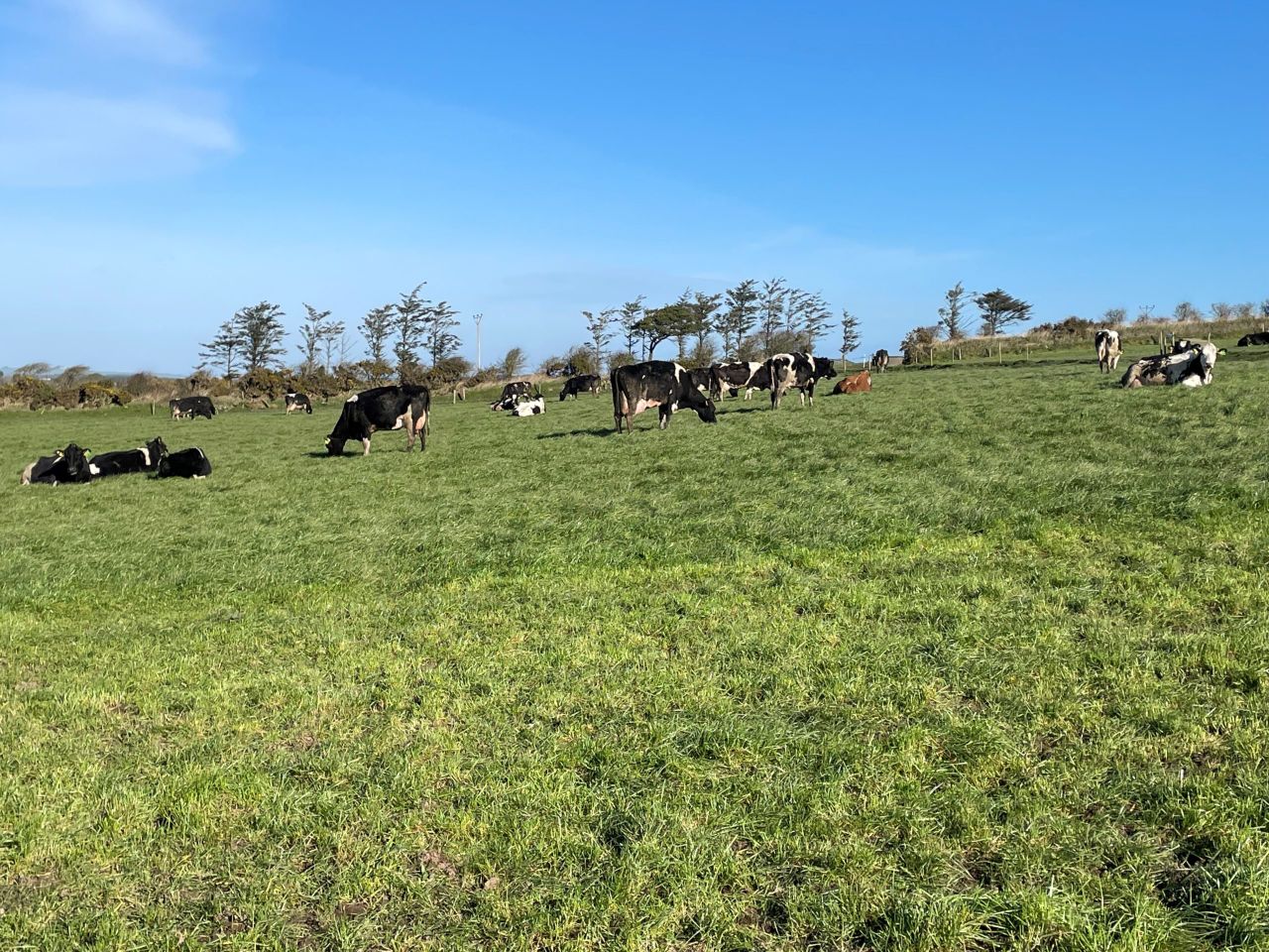 Early grazing: Is it worth the extra work?