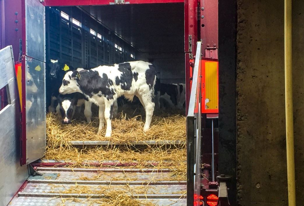 Dairy calf exports: 'Some disruption expected in early 2019'
